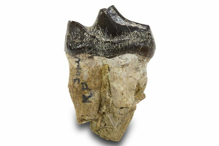 Fossil Eocene Coryphodon Mammal Tooth - Wyoming #316450